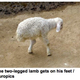 Illustration for article titled This Two-Legged Lamb Was Granted A Pardon